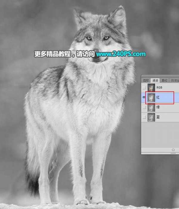 Photoshop巧用通道抠图快速完美抠出毛茸茸的雪中灰狼教程